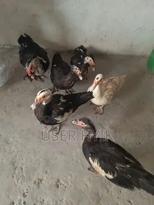 5 female 1 male