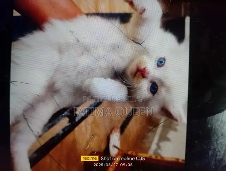 blue eyes,CLR white,golden,black,smoky bath training