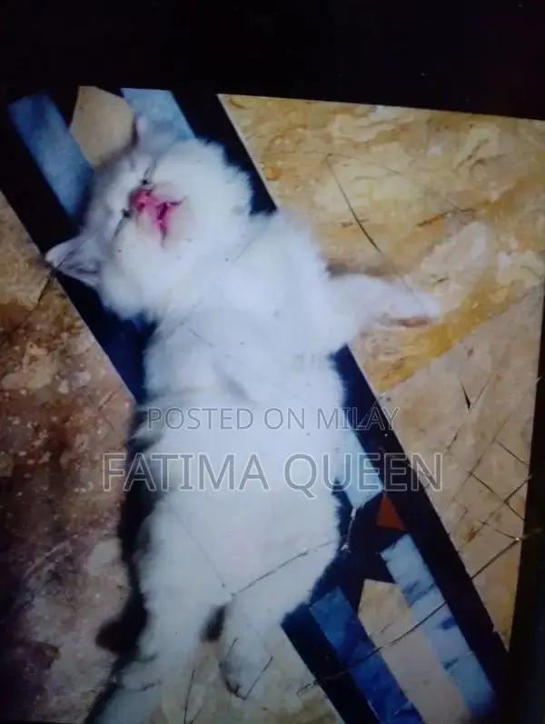 blue eyes,CLR white,golden,black,smoky bath training