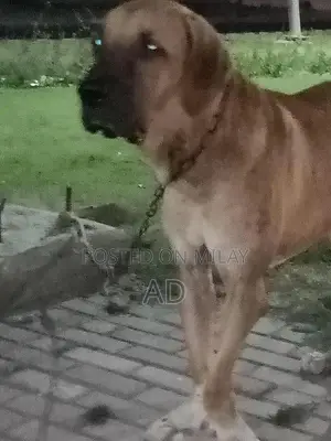 Champion line Tosa x Bully looking for a good home