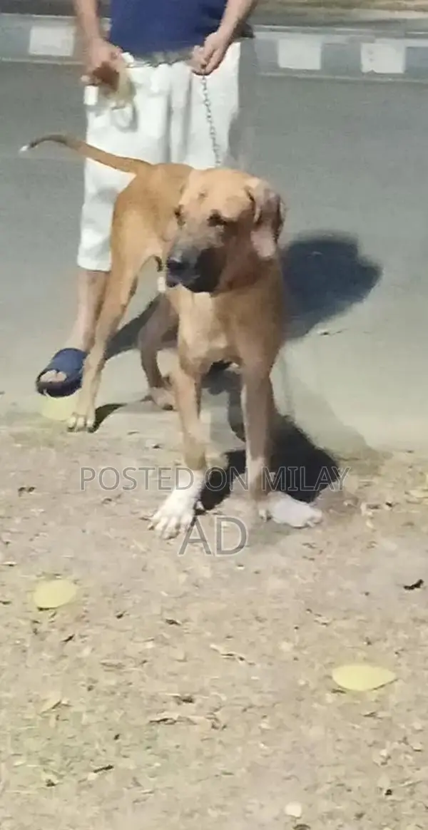 Champion line Tosa x Bully looking for a good home