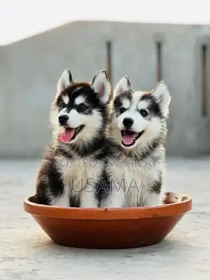 Photo - SIBERIAN HUSKY PUPPIES AVAILABLE FOR SALE