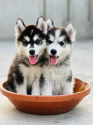 SIBERIAN HUSKY PUPPIES AVAILABLE FOR SALE