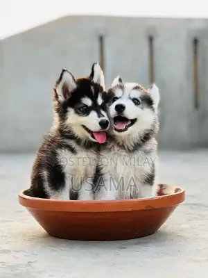 SIBERIAN HUSKY PUPPIES AVAILABLE FOR SALE