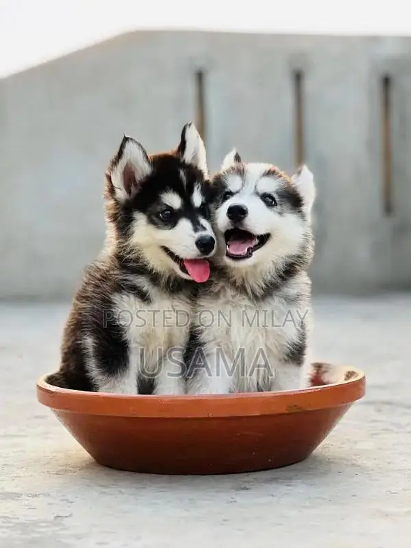 SIBERIAN HUSKY PUPPIES AVAILABLE FOR SALE