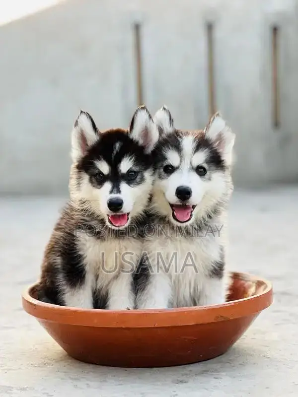 SIBERIAN HUSKY PUPPIES AVAILABLE FOR SALE