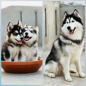 SIBERIAN HUSKY PUPPIES AVAILABLE FOR SALE