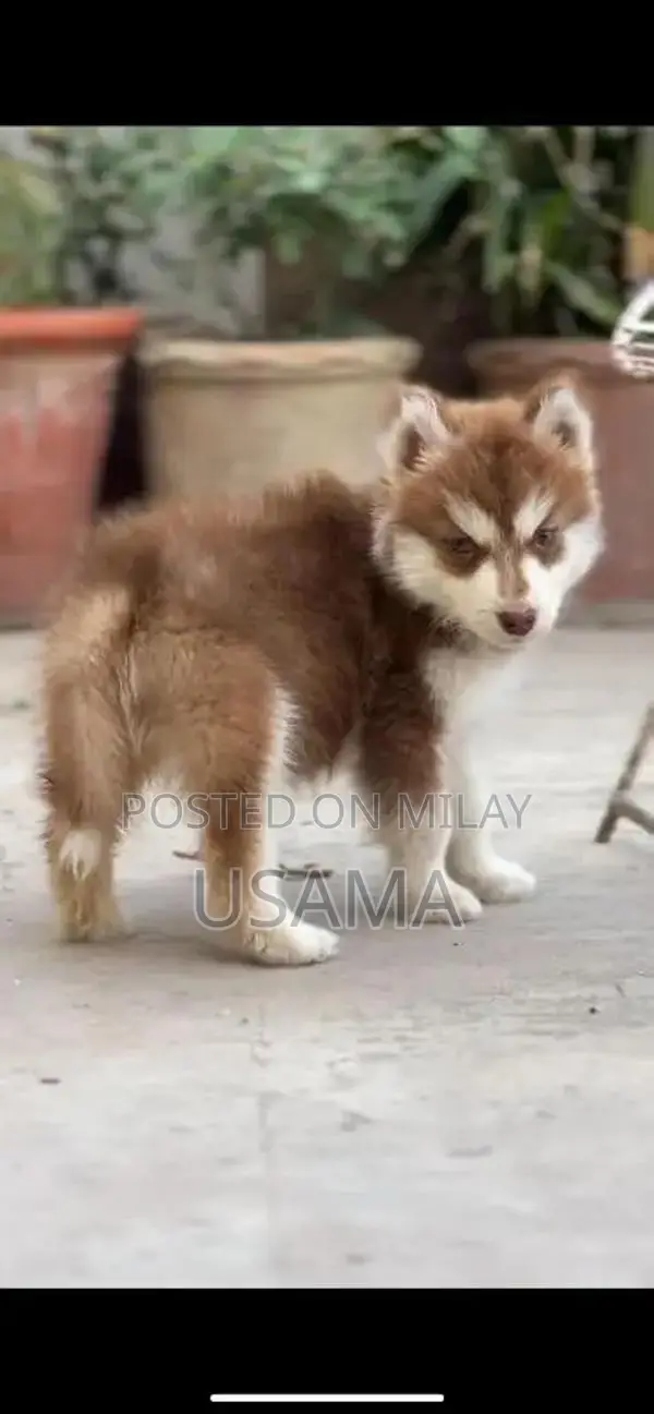 SIBERIAN HUSKY PUPPIES AVAILABLE FOR SALE