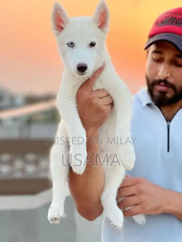 SIBERIAN HUSKY PUPPIES AVAILABLE FOR SALE