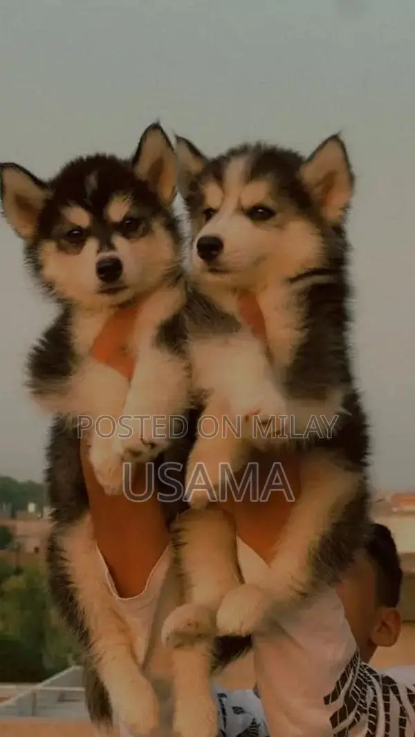SIBERIAN HUSKY PUPPIES AVAILABLE FOR SALE