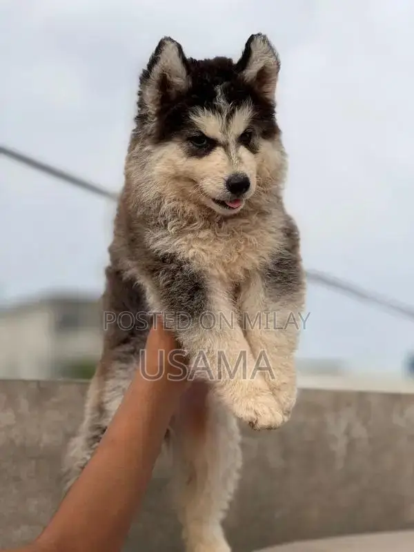 SIBERIAN HUSKY PUPPIES AVAILABLE FOR SALE