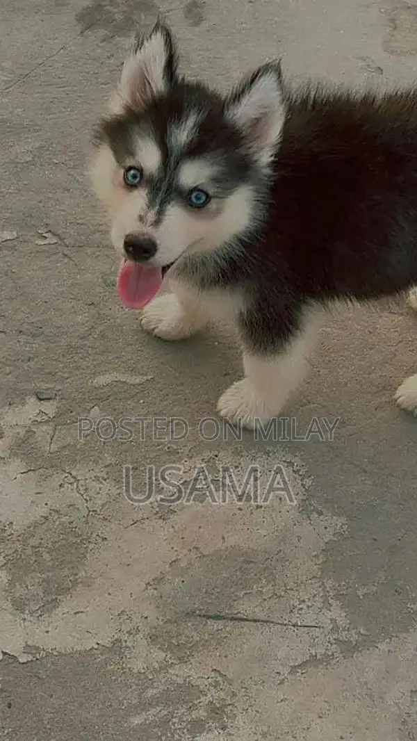 SIBERIAN HUSKY PUPPIES AVAILABLE FOR SALE