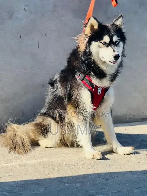 SIBERIAN HUSKY PUPPIES AVAILABLE FOR SALE