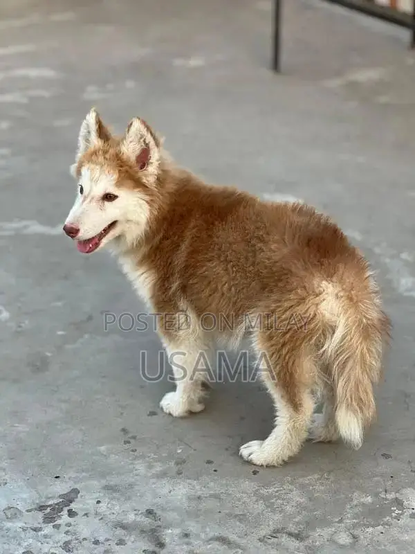 SIBERIAN HUSKY PUPPIES AVAILABLE FOR SALE