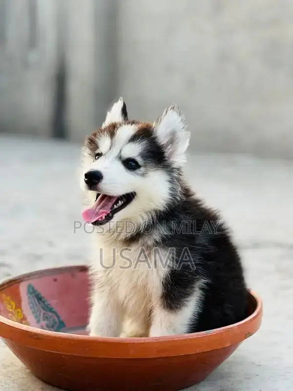 SIBERIAN HUSKY PUPPIES AVAILABLE FOR SALE