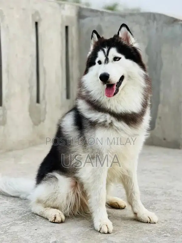 SIBERIAN HUSKY PUPPIES AVAILABLE FOR SALE