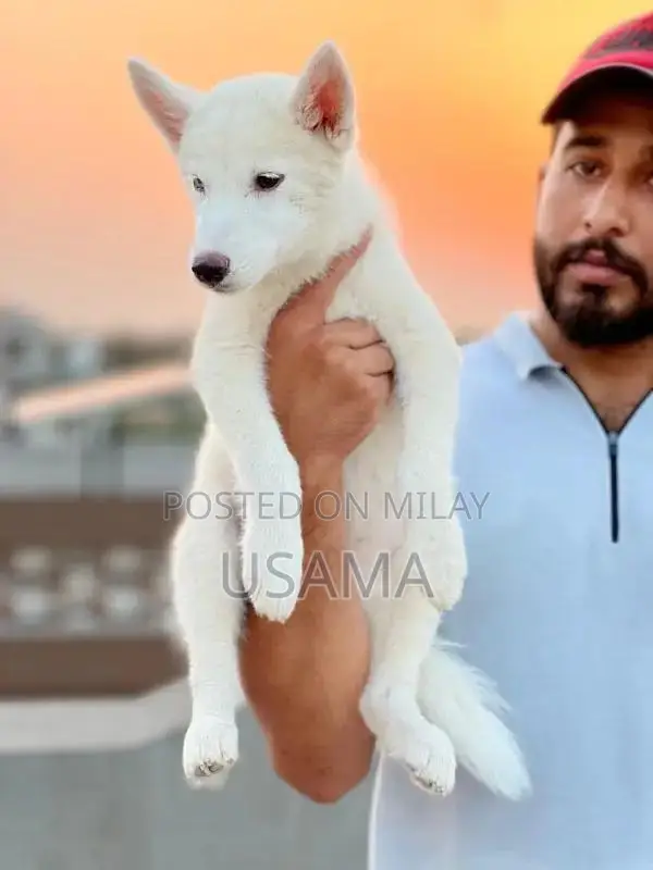 SIBERIAN HUSKY PUPPIES AVAILABLE FOR SALE