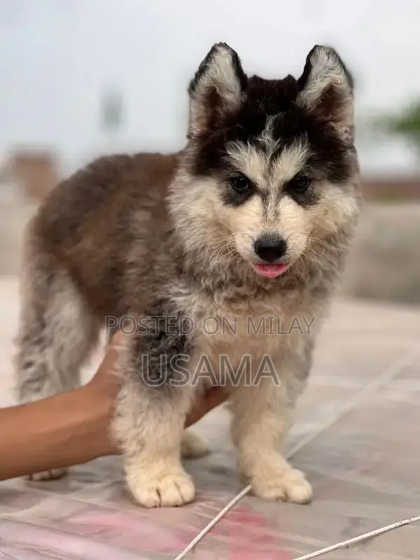 SIBERIAN HUSKY PUPPIES AVAILABLE FOR SALE