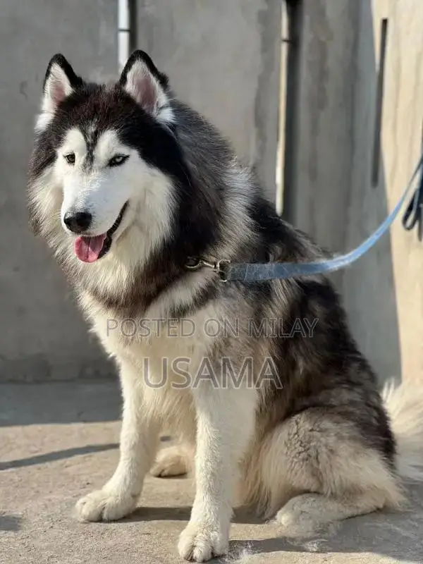 SIBERIAN HUSKY PUPPIES AVAILABLE FOR SALE
