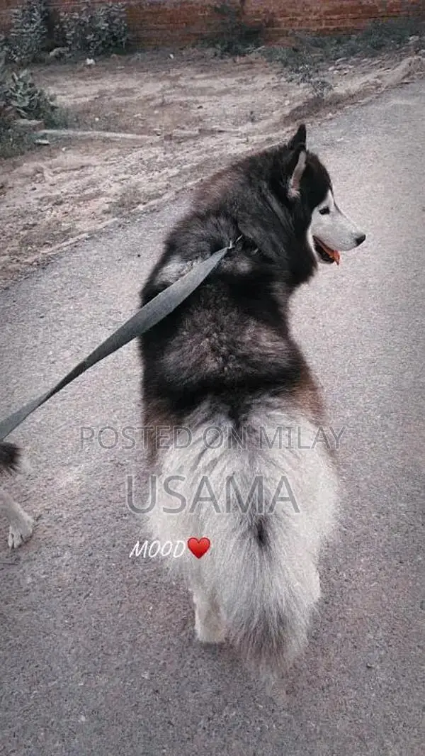 SIBERIAN HUSKY PUPPIES AVAILABLE FOR SALE