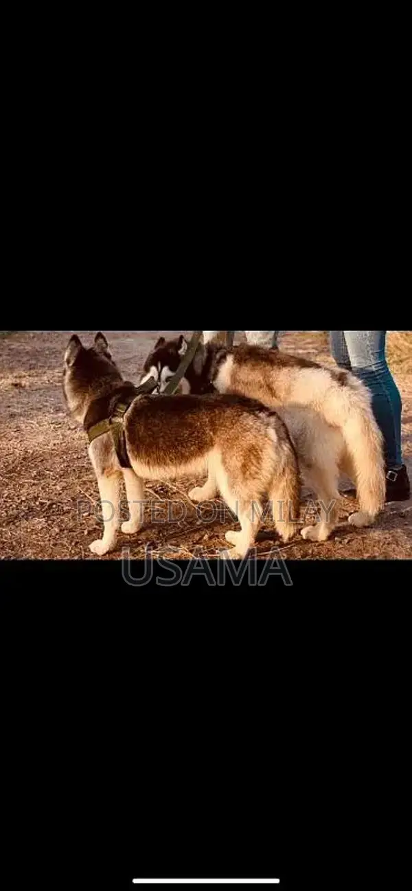 SIBERIAN HUSKY PUPPIES AVAILABLE FOR SALE