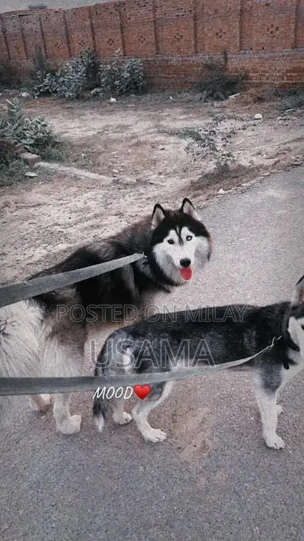 SIBERIAN HUSKY PUPPIES AVAILABLE FOR SALE