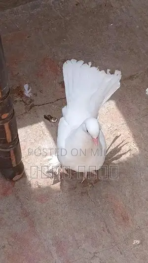 Photo - white kahbotar laky