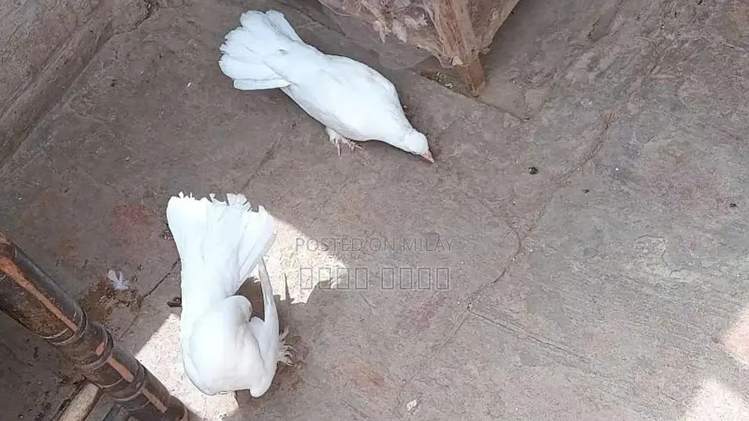 white kahbotar laky