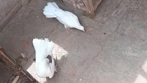 white kahbotar laky