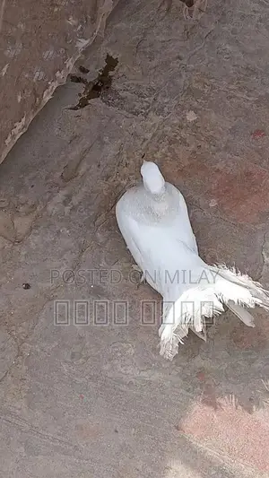 white kahbotar laky