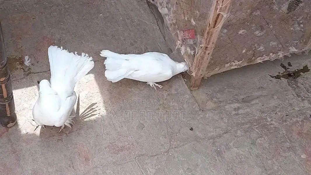 white kahbotar laky