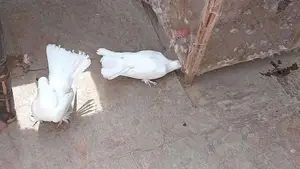 white kahbotar laky