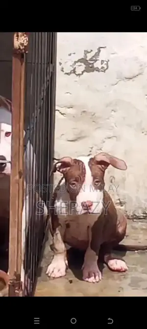 Photo - pitbul female pup