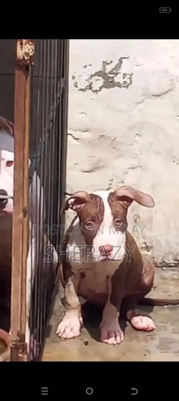pitbul female pup