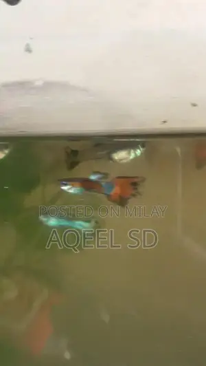 Photo - Guppy fish all available hai