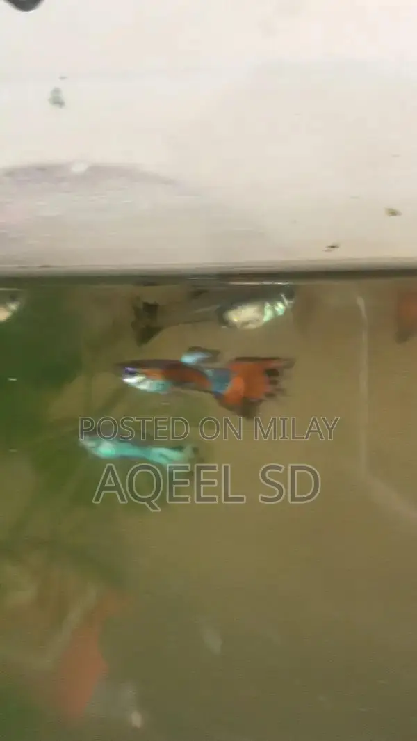 Guppy fish all available hai