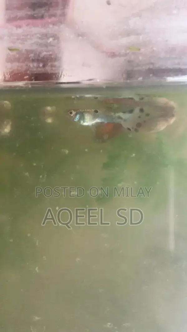 Guppy fish all available hai
