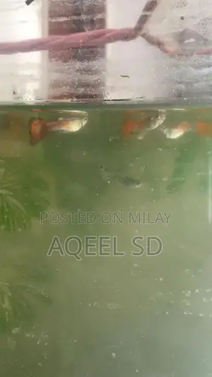 Guppy fish all available hai