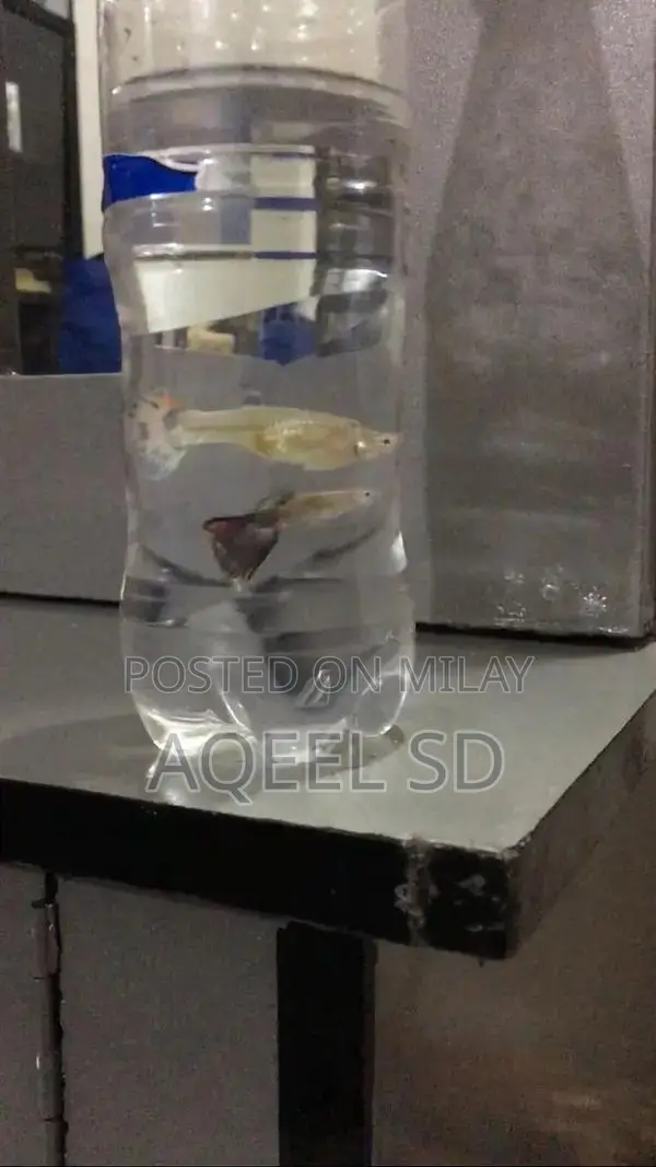 Guppy fish all available hai