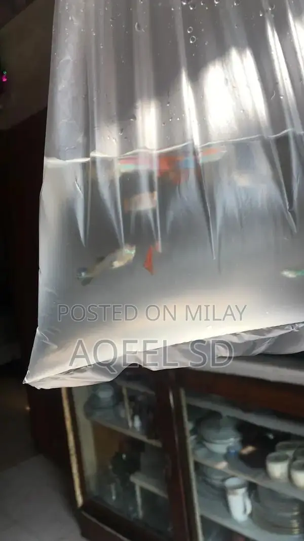 Guppy fish all available hai