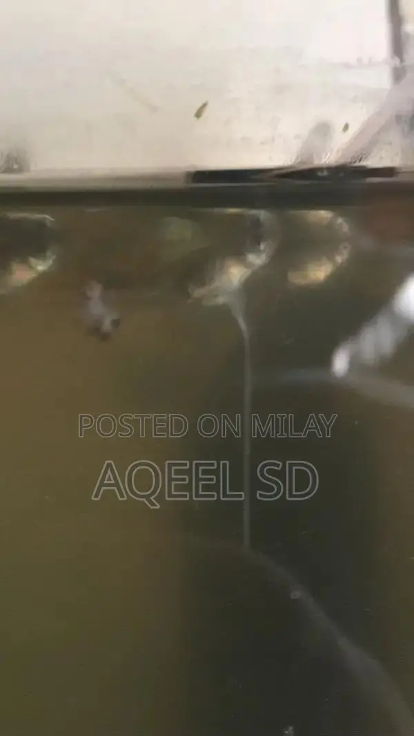 Guppy fish all available hai