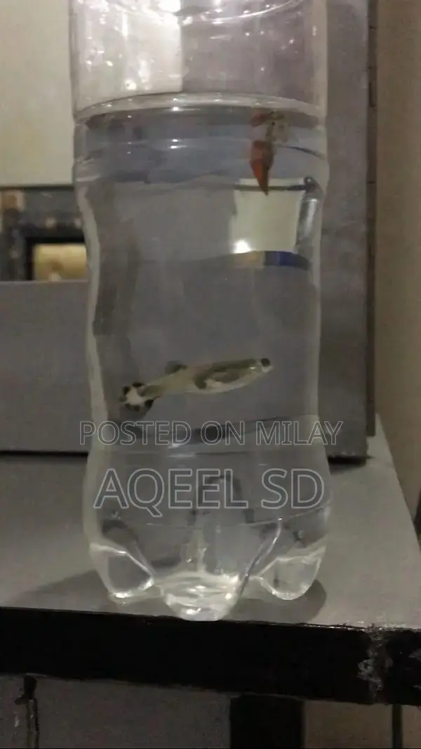 Guppy fish all available hai