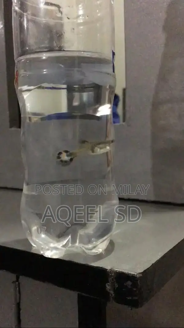 Guppy fish all available hai