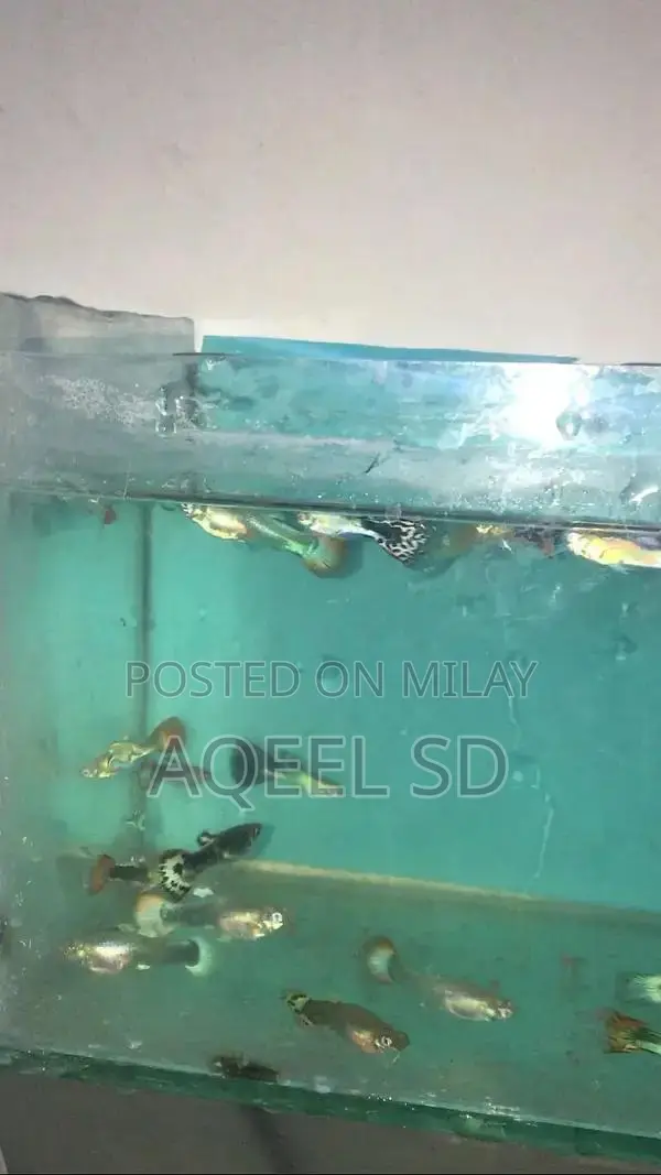 Guppy fish all available hai
