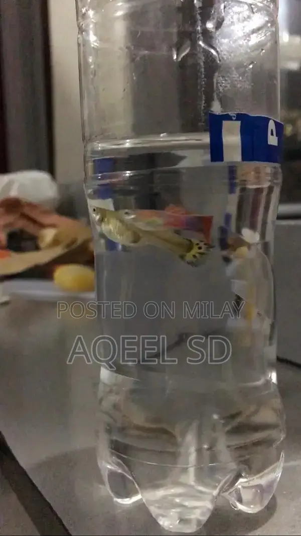 Guppy fish all available hai