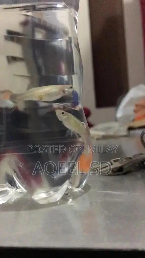 Guppy fish all available hai