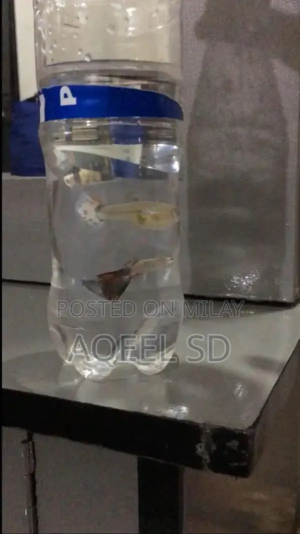Guppy fish all available hai