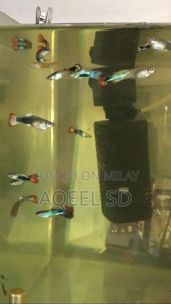 Guppy fish all available hai