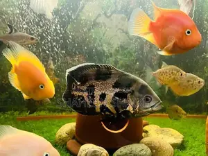 Photo - aquarium with fishes read full ad