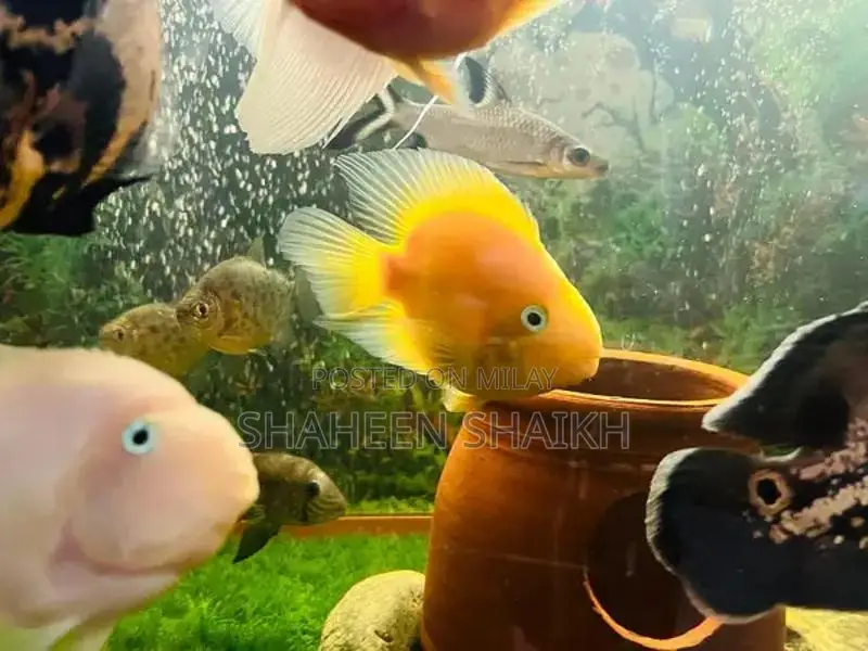 aquarium with fishes read full ad